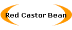 Red Castor Bean