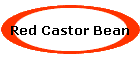 Red Castor Bean