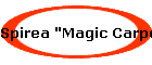 Spirea "Magic Carpet"