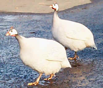 5 things you didn't know about Guineafowl