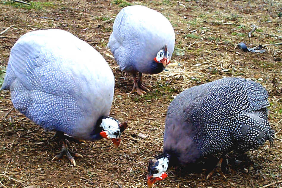 GUINEA FOWL