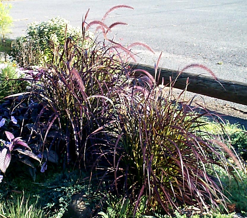 purple fountain grass near me